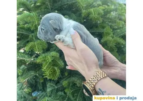 Francuski Buldog egzotične boje štenci - 9/9