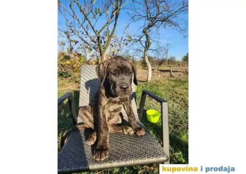 CANE CORSO, dva muska tigrasta steneta