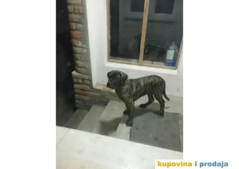 CANE CORSO, dva muska tigrasta steneta - 2/2