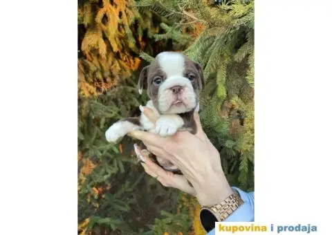 Engleski Buldog egzoticne boje štenci - 1/10