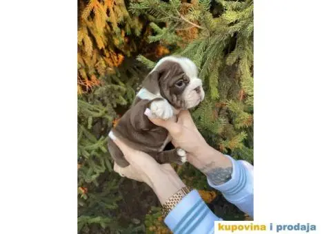 Engleski Buldog egzoticne boje štenci - 2/10