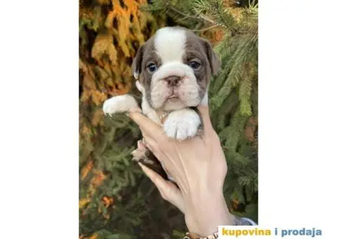 Engleski Buldog egzoticne boje štenci - 3/10