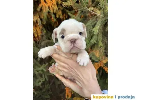 Engleski Buldog egzoticne boje štenci - 4/10