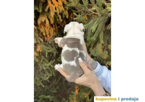 Engleski Buldog egzoticne boje štenci - 5/10