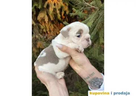 Engleski Buldog egzoticne boje štenci - 6/10