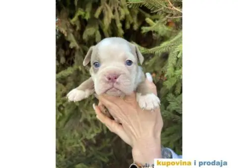 Engleski Buldog egzoticne boje štenci - 7/10
