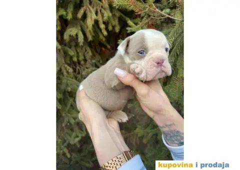 Engleski Buldog egzoticne boje štenci - 8/10