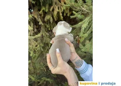 Engleski Buldog egzoticne boje štenci - 9/10