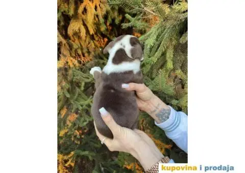 Engleski Buldog egzoticne boje štenci - 10/10