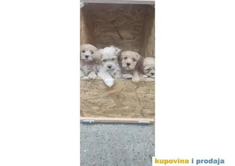 Havanski Bišon štenci - 1/6