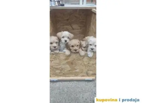Havanski Bišon štenci - 2/6