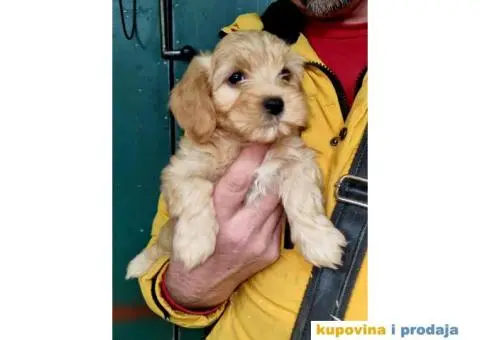 Havanski Bišon štenci - 3/6