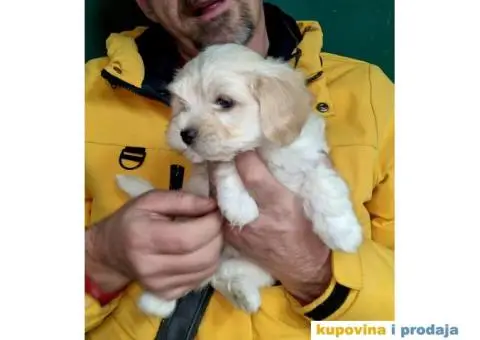 Havanski Bišon štenci - 5/6