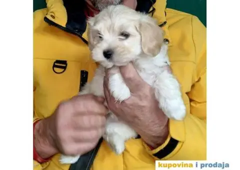 Havanski Bišon štenci - 6/6