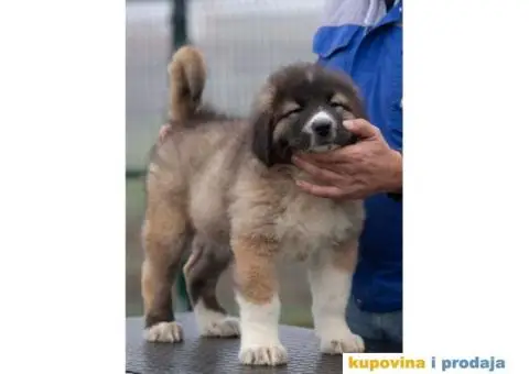 Kavkaski Ovčar VRHUNSKI štenci - 1/14