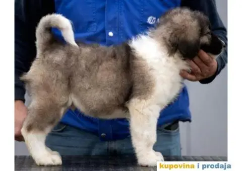 Kavkaski Ovčar VRHUNSKI štenci - 2/14