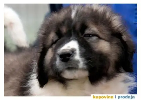 Kavkaski Ovčar VRHUNSKI štenci - 3/14