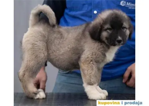 Kavkaski Ovčar VRHUNSKI štenci - 4/14