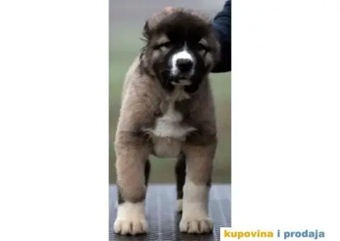 Kavkaski Ovčar VRHUNSKI štenci - 5/14