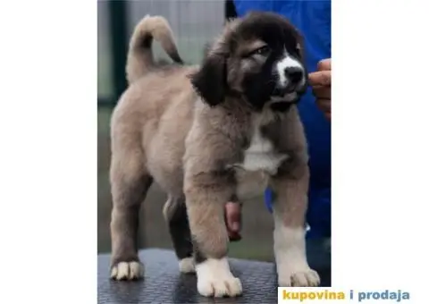 Kavkaski Ovčar VRHUNSKI štenci - 6/14