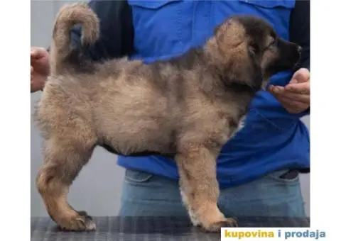 Kavkaski Ovčar VRHUNSKI štenci - 7/14