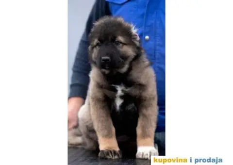 Kavkaski Ovčar VRHUNSKI štenci - 8/14