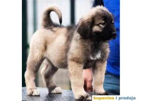 Kavkaski Ovčar VRHUNSKI štenci - 9/14