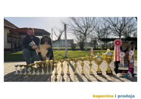 Kavkaski Ovčar VRHUNSKI štenci - 10/14