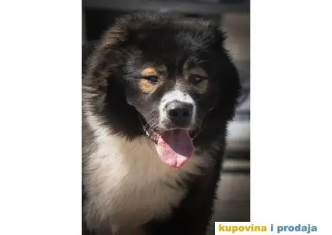 Kavkaski Ovčar VRHUNSKI štenci - 11/14