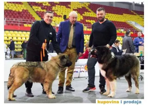 Kavkaski Ovčar VRHUNSKI štenci - 12/14