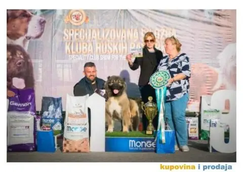 Kavkaski Ovčar VRHUNSKI štenci - 13/14