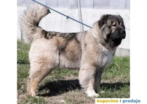 Kavkaski Ovčar VRHUNSKI štenci - 14/14