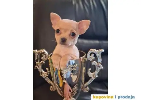 Mikro CIVAVA spremna za preuzimanje,sapp, Viber: +381(0)631855555 - 1/8