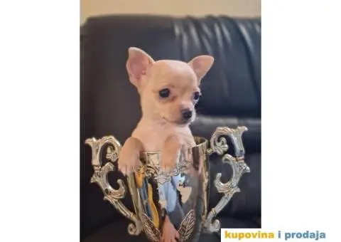 Mikro CIVAVA spremna za preuzimanje,sapp, Viber: +381(0)631855555 - 2/8