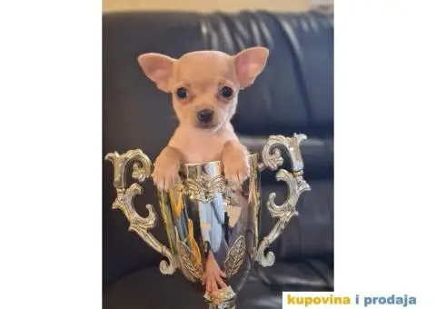 Mikro CIVAVA spremna za preuzimanje,sapp, Viber: +381(0)631855555 - 3/8