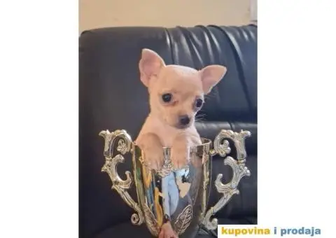 Mikro CIVAVA spremna za preuzimanje,sapp, Viber: +381(0)631855555 - 4/8