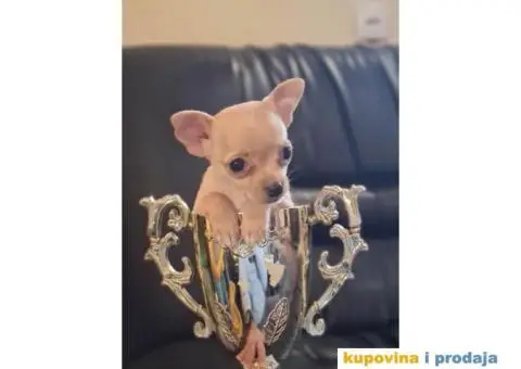 Mikro CIVAVA spremna za preuzimanje,sapp, Viber: +381(0)631855555 - 5/8