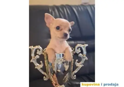 Mikro CIVAVA spremna za preuzimanje,sapp, Viber: +381(0)631855555 - 6/8