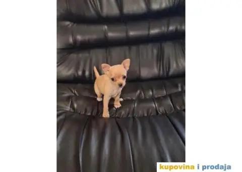 Mikro CIVAVA spremna za preuzimanje,sapp, Viber: +381(0)631855555 - 7/8