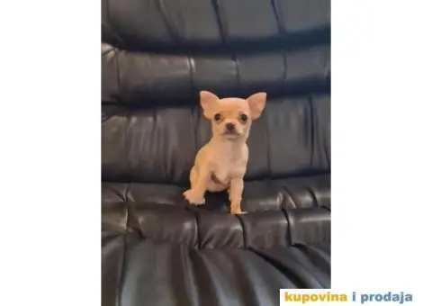 Mikro CIVAVA spremna za preuzimanje,sapp, Viber: +381(0)631855555 - 8/8