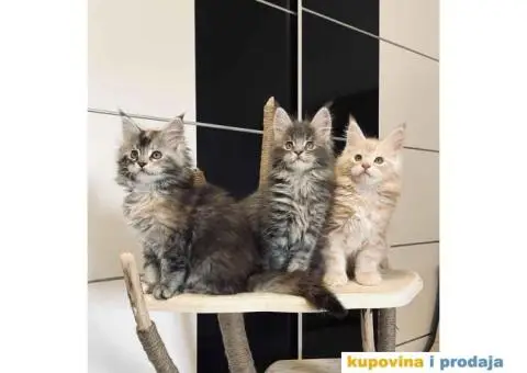 Maine Coon / Mejn Kun mačići