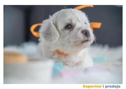 Kovrdžavi bišon štenci - 1/12