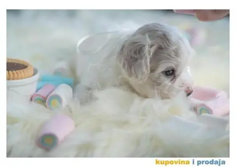 Kovrdžavi bišon štenci - 2/12