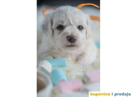 Kovrdžavi bišon štenci - 3/12