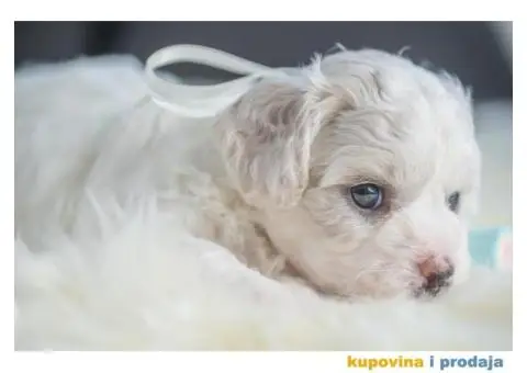 Kovrdžavi bišon štenci - 4/12