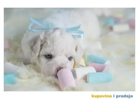 Kovrdžavi bišon štenci - 5/12