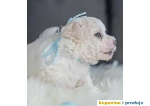 Kovrdžavi bišon štenci - 6/12