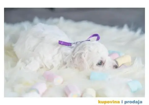 Kovrdžavi bišon štenci - 7/12
