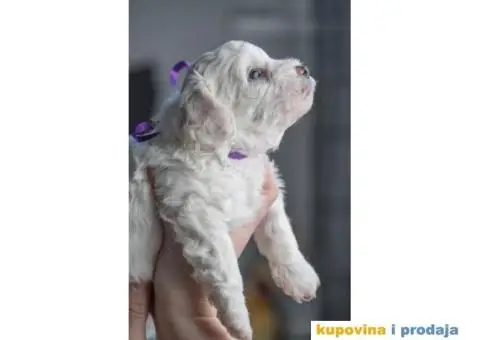 Kovrdžavi bišon štenci - 8/12