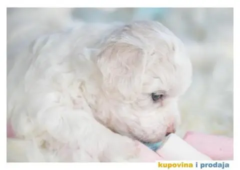 Kovrdžavi bišon štenci - 9/12